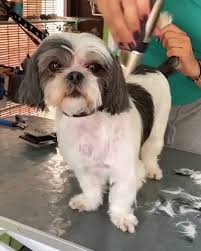 Huellitas Limpias 360.  Maquina de Aseo para Perros y Gatos